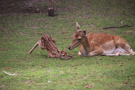 动物的出生图片