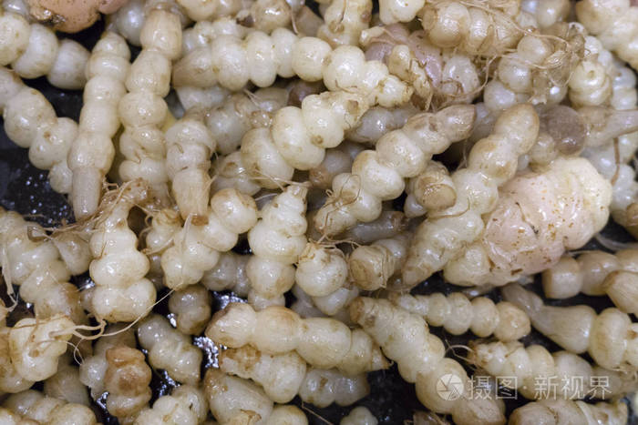 黄油煎锅中的地灵慈