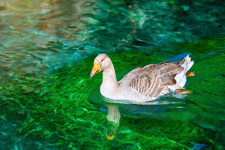 灰鹅在湖里游泳