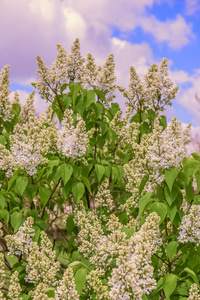 在花园的蓝天上, 白丁香花灌木繁茂的花朵