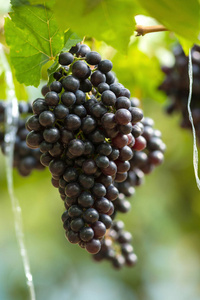 新鲜成熟的葡萄挂在酒地里