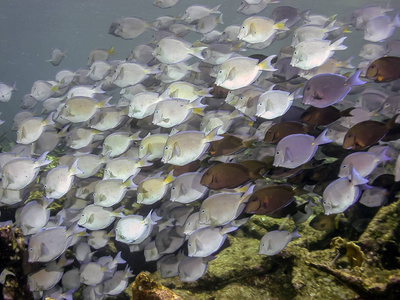 Carbiiean 海 Acanthurus 斑珊瑚礁, 刺尾鱼