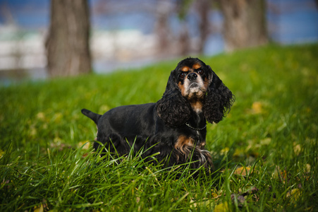 秋季美国可卡犬