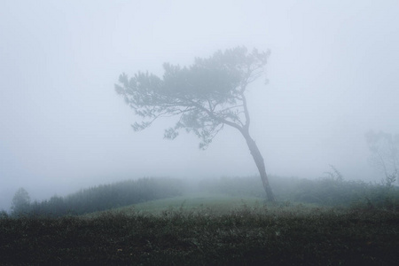 雾在森林早晨松树