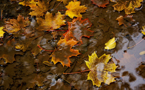 秋天的枫叶在雨水坑中腐烂