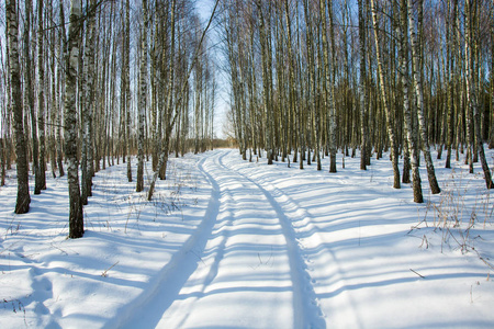 冬天的路和白桦林