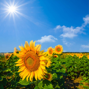 阳光下的向日葵图片