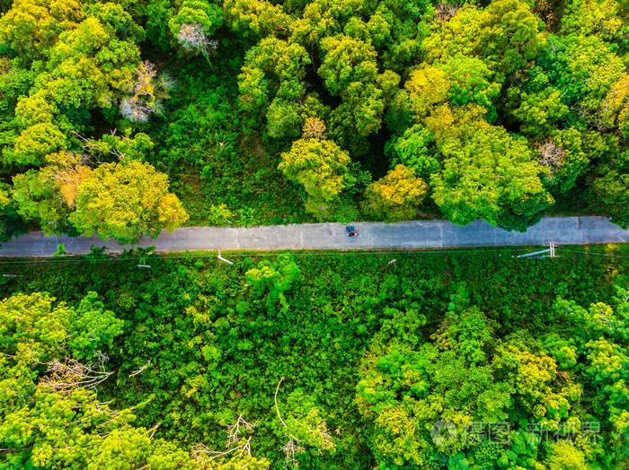 森林中树木的鸟瞰与旅行和度假的道路
