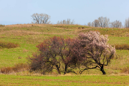 盛开的粉红树。杏的春天的花朵。艺术背景，与粉红色的花朵，壁纸的分支。杏子树的花朵