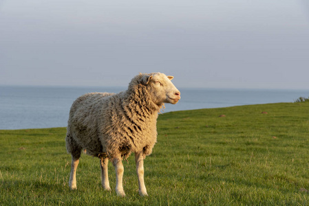绵羊享受黄昏的阳光图片