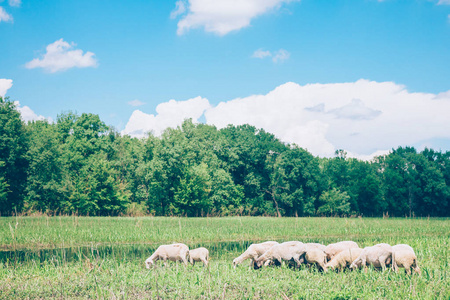 春天草原上的羊群