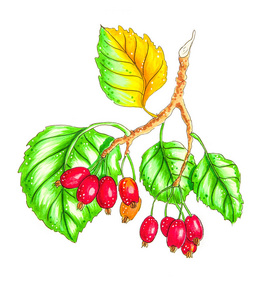 hawberry 分支与叶子隔绝在白色手绘的例证