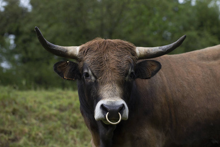 一只公牛的肖像