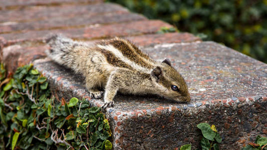 在花园的混凝土砌块上关闭小松鼠的视线。尼泊尔