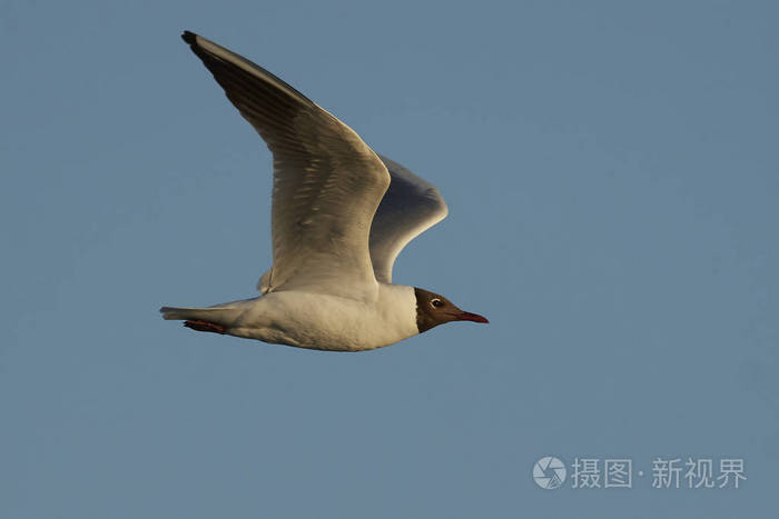 丹麦的 it 自然环境中的黑头海鸥