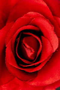 一张人造红玫瑰的摄影棚照片