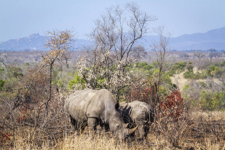 南非克鲁格国家公园南部白犀牛Rhinocerotidae 白犀属 simum simum 系列