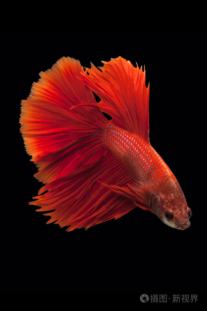 暹罗斗鱼照片-正版商用图片05tn5k-摄图新视界
