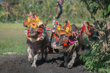 传统水牛种族被称为 Makepungheld 在国家银行, 巴厘岛, 印度尼西亚