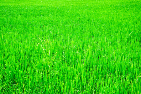 绿色年轻水稻字段