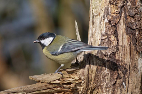 大山雀鸟, Parus 少校在树上