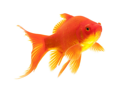 红金鱼图片