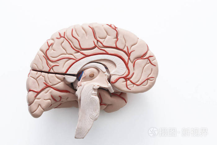 人的大脑模型的内部视图在白色背景的一半