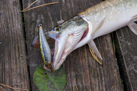 淡水的白斑鱼知道作为白斑狗鱼躺在老式木制背景。钓鱼的概念，好的抓大淡水派克鱼嘴和老式的木制背景鱼饵