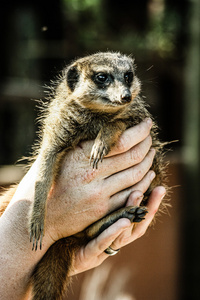 可爱的非洲 suricate 的肖像