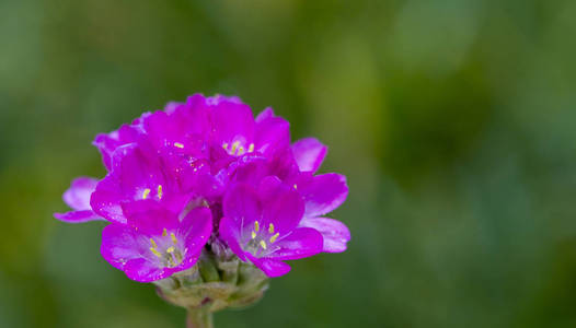 关闭海上节俭也被称为 Armeria 国际船运