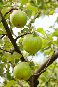 青苹果准备收获的树枝上。夏天花园在村子里。苹果枝与水果在丰田的选择性焦点