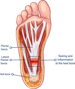 脚筋结构图片