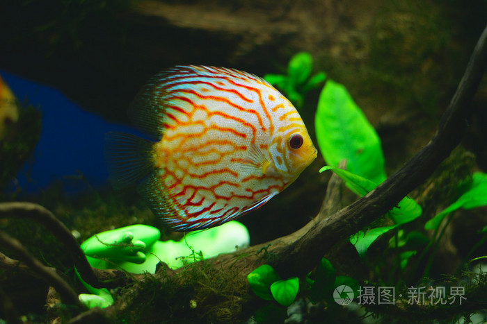 在水族馆中的橙色七彩神仙鱼