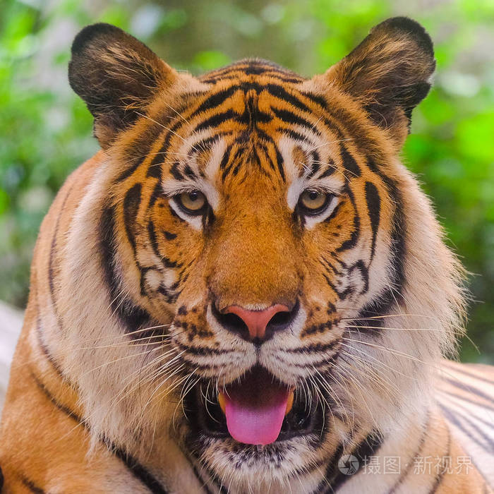 西伯利亚虎东北虎毛发也被称为东北虎