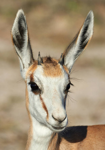 在纳米比亚拍摄美丽年轻羚羊的肖像