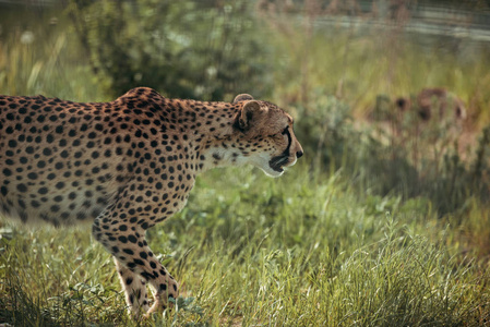 动物园里美丽的猎豹动物特写