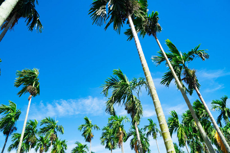 蓝天上的棕榈树背景。旅行, 夏天, 假期和热带海滩