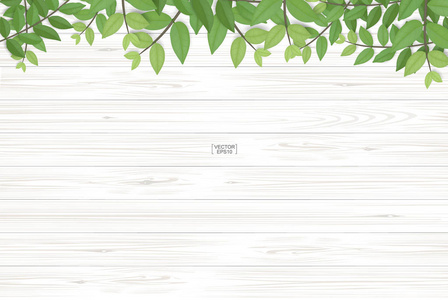 木材纹理背景与绿叶。现实向量例证