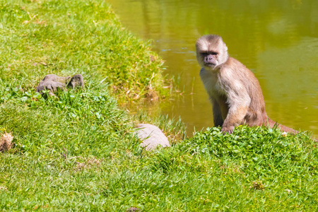 猴子坐在河岸上厄瓜多尔