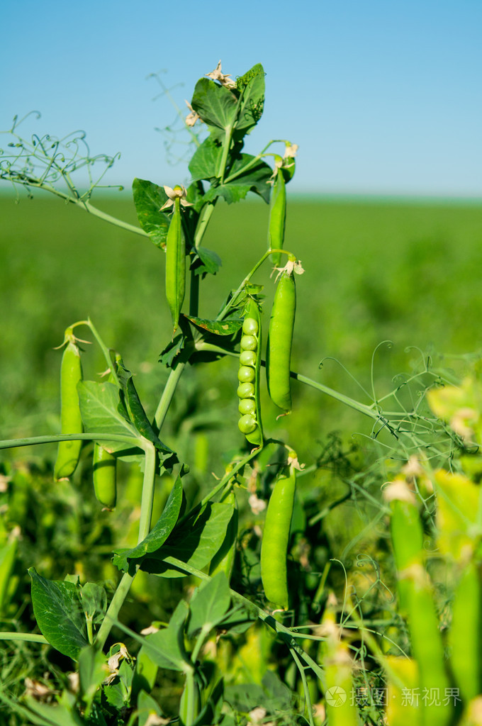 豌豆种植