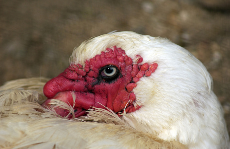 怪异的老鸡图片-怪异的老鸡素材-怪异的老鸡插画-摄图新视界