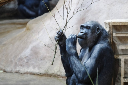 黑猩猩从树枝上吃树叶照片