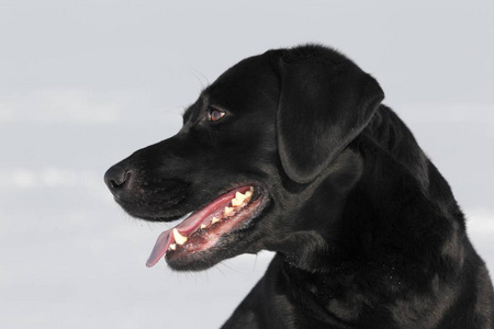 黑色拉布拉多猎犬, 男性狗肖像