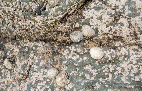 退潮时岩石上的 Limets 和藤壶