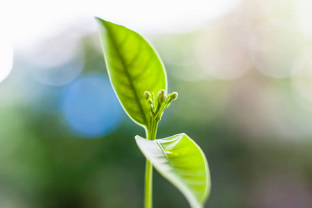 植物对土壤图片-植物对土壤素材-植物对土壤插画-摄图新视界