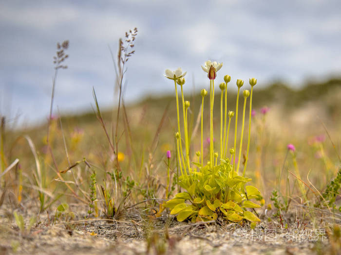 Schiermonnikoog 瓦登海岛自然沙丘河谷环境中昆虫 Parnassia palustris 的花沼泽草