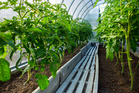 温室中种植绿色西红柿
