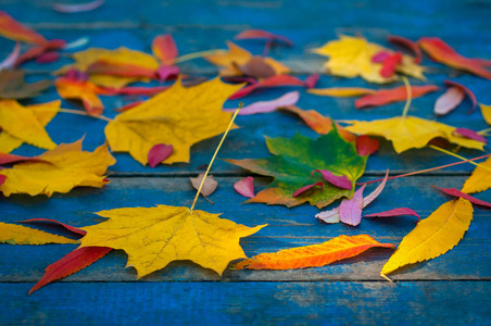 五颜六色的秋天叶子在蓝色被磨损的板材。枫叶在蓝色背景作为秋天概念