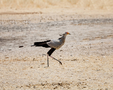 Secretarybird 漫步在纳米比亚大草原