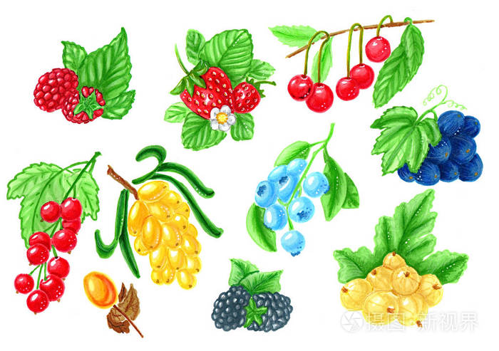 一组在白色背景下分离的浆果手绘插图与标记